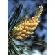 Bach Flower Remedies for Animals - Pine